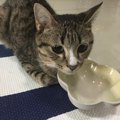 猫の寿命を延ばすごはんの与え方５ポイント