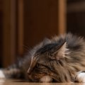 猫の『聴力』にまつわる4つの秘密　どこまで音を聞き取れるの？驚きの能力…