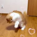 おもちゃを投げると、ネコが後ろから飛び込んできて…思いもよらない『…