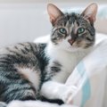 猫が『飼い主の枕の上』が好きすぎる理由4つ！他にも同じ理由で好きな…