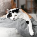 猫が飼い主に『依存しやすくなる』原因5つ　困ったトラブルに繋がる可…