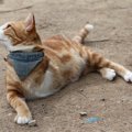 3本足の野良猫が保護され、やがて手にした「家族」と「友達」　米国