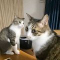 『先輩猫に怒られた後輩猫』しっかりと反省した結果…まさかの結末が面…