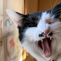 猫が『遠吠え』をする理由とは？困ったときの対策５つ