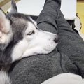 お昼寝している『ハスキー犬』を見ていたら、横から『猫』が…とんでも…