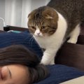 飼い主さんを起こす猫くん！ママさん、パパさんで違う！？