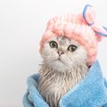 猫を『シャンプー』するときの絶対NG行為4つ　誤った方法が思わぬトラブル…