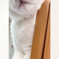 気持ちよさそうに眠る猫の『顔』を見たら…想像を超えてくる『衝撃的な…