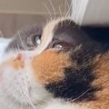 『頭押しつけすぎでは…』窓際にいる猫を見てみると→爆笑必至の光景が1…