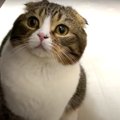 『どこにも行かないで！』飼い主さんのそばを離れない猫さんたち