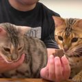 ほっこり♡猫用カヌレで猫ちゃんと一緒に過ごすティータイム