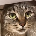 撫でられ好きの『甘えん坊な猫』→机の下にいると思ったら…たまらなく可愛…
