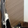 『あ、やべ』キッチンのタオルでイタズラしていた猫→見つかった瞬間の…