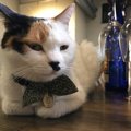 すべてのネコに愛を！猫がいるカフェ cafè Mo.free (カフェ モ フリー)