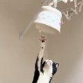 ごはんの器を取ろうと『トースターの上に乗った猫』を見ていると…あまりに…