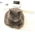 猫がバスルームにいる理由５つ