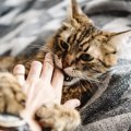 猫が『人の手』を攻撃する5つの理由　今からでもやめさせることが出来…