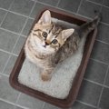 猫のおしっこが臭いのはなぜ？注意すべき症状やニオイへの対処法