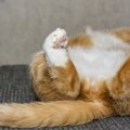 猫にお尻を向けられるのは？本当の気持ちを知るともっと猫が好きにな…