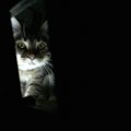 猫が夜中に飼い主の顔を覗き込む心理とは