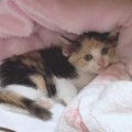 スクラップ寸前に段ボールから飛び出した子猫。たくさんの善意が救っ…