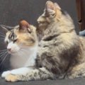 『今日も仲良しだなぁ』と毛づくろい中の『双子の猫』を撮っていると……