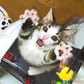 猫じゃらしで遊ぶ猫を『スロー再生』した結果…動きが可愛すぎると悶絶…