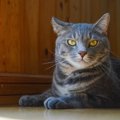 猫の『喜怒哀楽』それぞれのサインとは？猫の感情にまつわる4つの豆知識