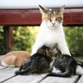 国際試合中のサッカースタジアムに潜んでいた『猫の親子』を保護　選手た…