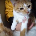 抱っこでピーン！猫ちゃんの不自然な体勢