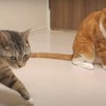 新しくなったごはん！猫ちゃんたちの反応とは…？