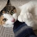 まるでまたたび？！足フェチ猫ちゃんが可愛すぎる