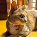 猫が飼い主に騙された！と思う瞬間５つ