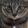ドライヤーを使っていると、必ず後ろに座って『見つめてくる猫』…可愛すぎ…