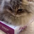 ティッシュ箱の上で『くつろぐ猫』→毛をかき分けてみると…可愛すぎる『ま…