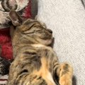 気持ちよさそうに眠っていた猫→『ご飯が出てくる音』が聞こえた次の瞬…