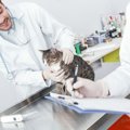 猫に健康診断は必要？頻度や検査の種類、費用などを解説