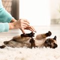 猫の『性格』は5つのタイプに分かれている？　異なる特徴や接し方のコツも…