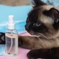 猫にアルコールはNG！手を消毒したときに絶対に気を付けるべきこと５つ