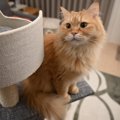 猫にとって心地の良い『理想のお部屋』とは？3つのポイントやおすすめ…