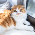 猫が発症する『骨軟骨異形成症候群』とは？主な原因や症状、治療法ま…