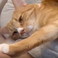 膝の上に乗ってきた甘えん坊な猫→安心しきった表情で…とんでもなく羨まし…