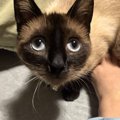 『足元が冷たい』と思ったら…猫が持ってきてくれた『まさかすぎるモノ…