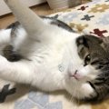 猫を飼うとどんな事が大変？飼い主のお悩みあるある7選