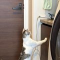 「子猫が抱きついているみたい」猫の背中にもう一匹！？『まさかの模様』…