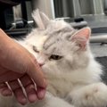 外で子猫と浮気してきた飼い主さん。にゃんずの反応は…?