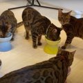 ウェットフードに大興奮！食べっぷりのいい猫さんたち！