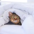 愛猫があなたの『お布団に入ってきたがる』3つの理由　一緒のお布団を…