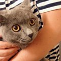 猫が飼い主を独り占めする時にさりげなくやっている行為５つ