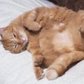 猫があなたに『心を許している』ときにみせるサイン4つ　行動の意味や打ち…
